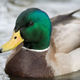 The duck claims that "big names—household names" are involved in the multi-tiered conspiracy.